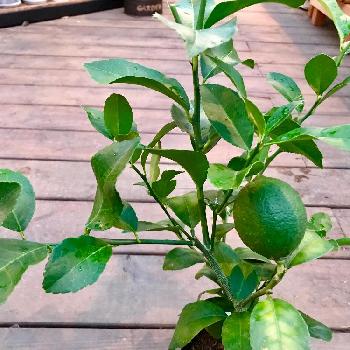 グランドレモンの投稿画像一覧 Greensnap グリーンスナップ