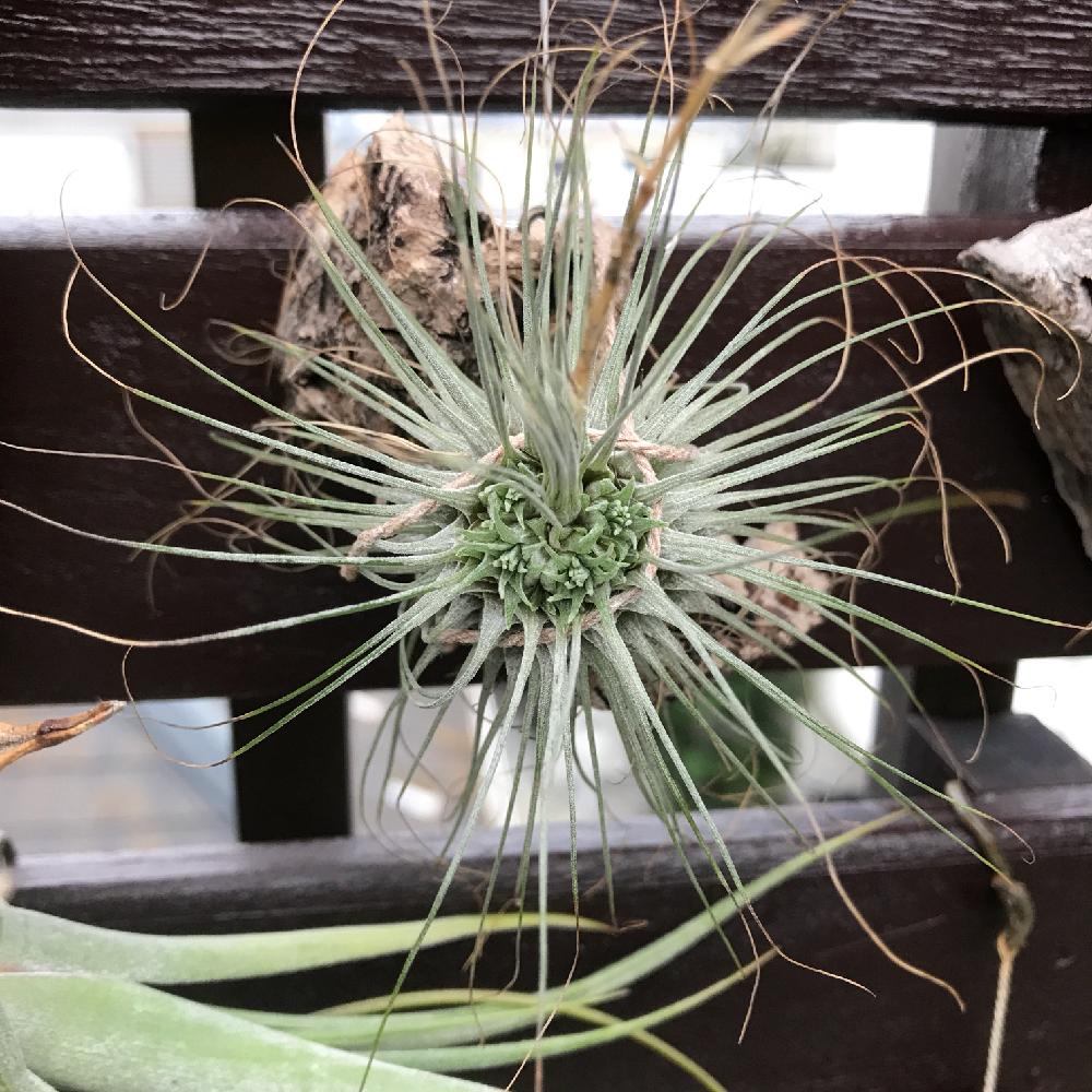 フックシーの投稿画像 By Robinさん 着生植物とクランプとベランダガーデンと植中毒とチランジア属と子株と エアープランツ コンテストとアウトドアリビングとエアープランツ チランジアとバルコニストとダイソー園芸部 17月9月24日 Greensnap グリーンスナップ