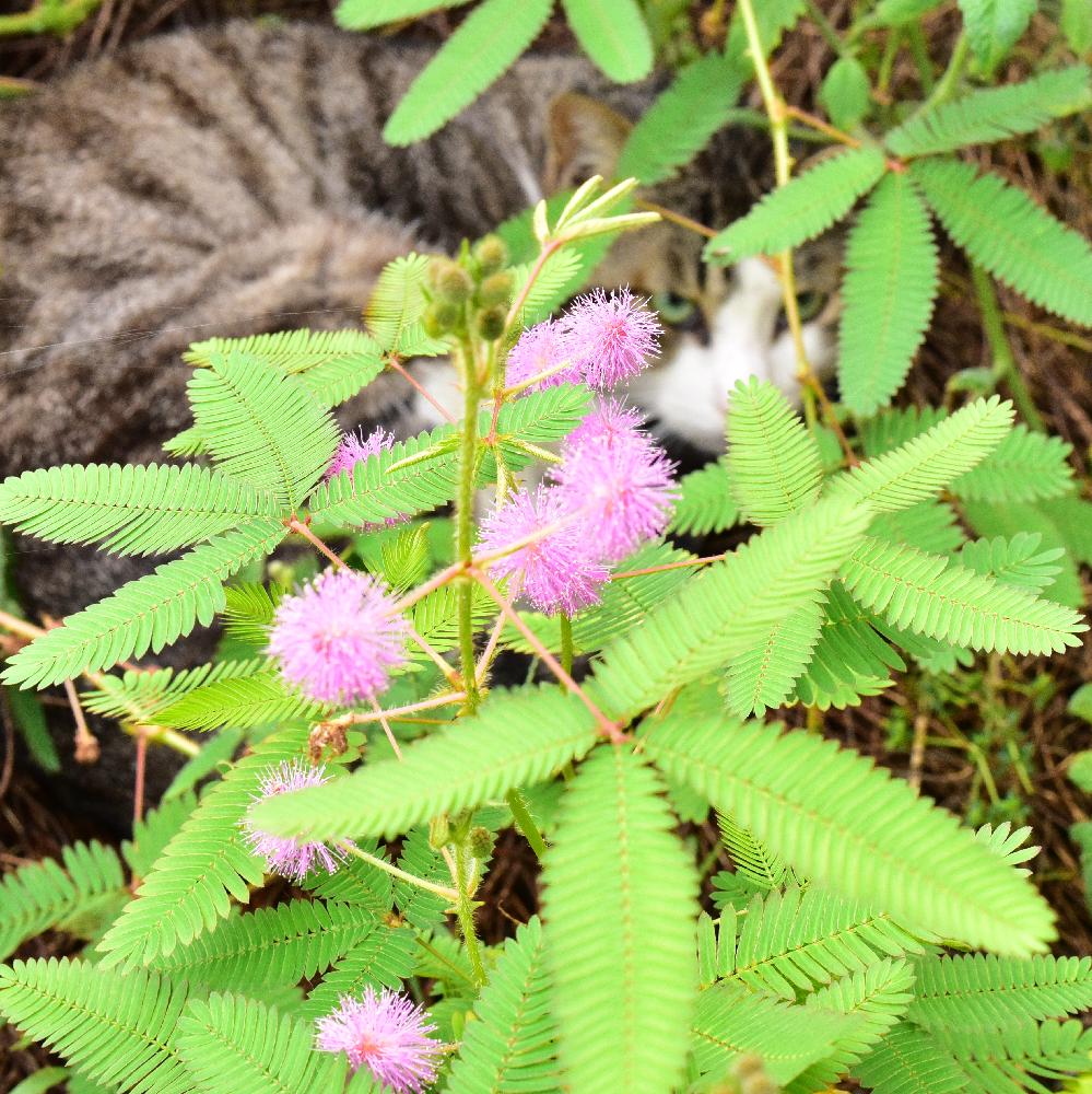 オジギソウの花の投稿画像 By ここたんさん オジギソウ 17月9月24日 Greensnap グリーンスナップ