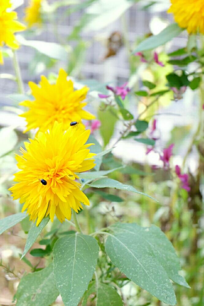 ハギの投稿画像 By Ricefishさん ヒマワリと花壇と夏の花と今日の一枚と黄色い花と雑木の庭 17月9月24日 Greensnap グリーンスナップ