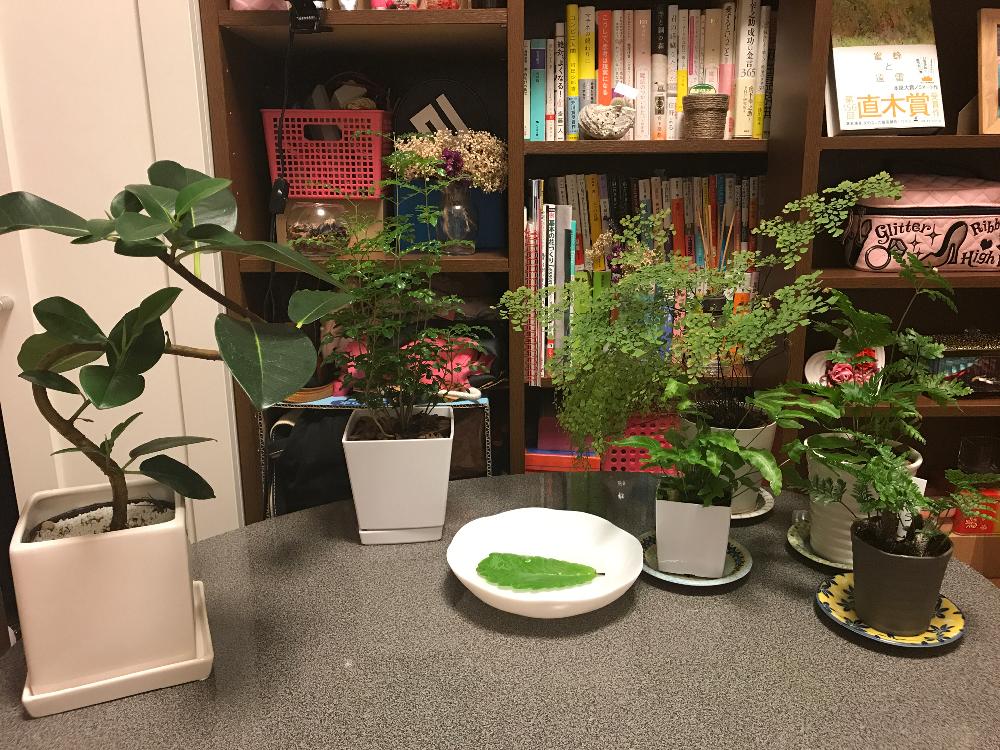 シマトネリコの投稿画像 By くーたんさん マザーリーフとアジアンタムとプテリスとトキワシノブとゴムの木と観葉植物と植中毒 17月9月25日 Greensnap グリーンスナップ