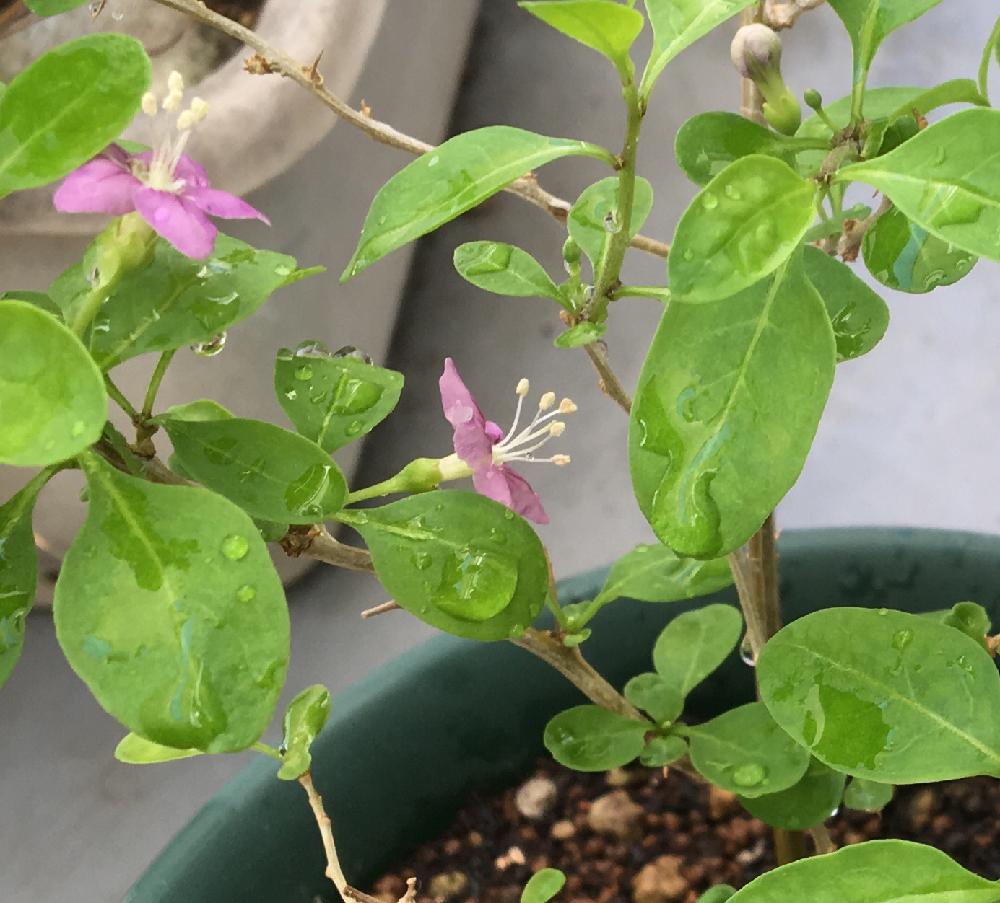 クコの投稿画像 By Genunsaiさん バルコニー ベランダ 17月9月25日 Greensnap グリーンスナップ Greensnap グリーンスナップ