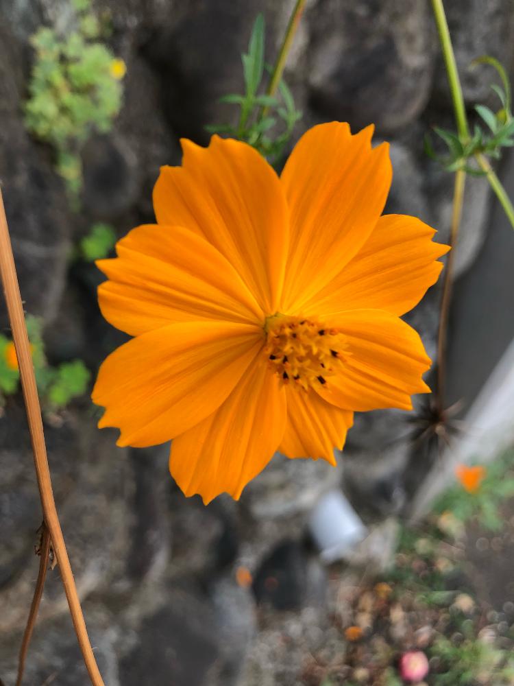 花のある暮らしの投稿画像 By Sae Roseさん お散歩と道端に咲く花とオレンジの花 17月9月25日 Greensnap グリーンスナップ