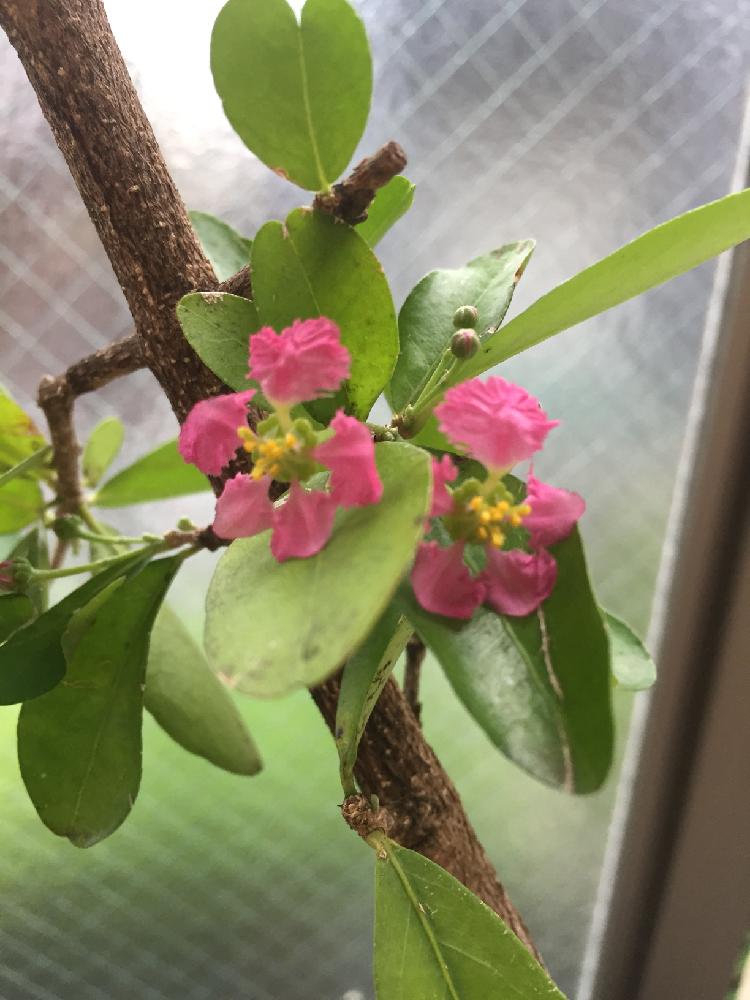 美しい花の画像 これまでで最高のアセロラ 花 言葉