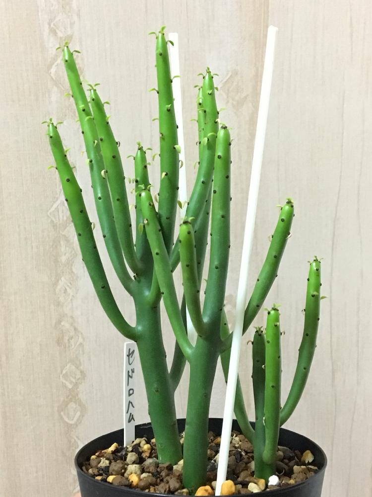 ユーフォルビア セドロルムの投稿画像 By はるさん 多肉植物と大好きと多肉植物のある暮らしと多肉女子とホッコリとsucculentとみんな元気 17月9月26日 Greensnap グリーンスナップ
