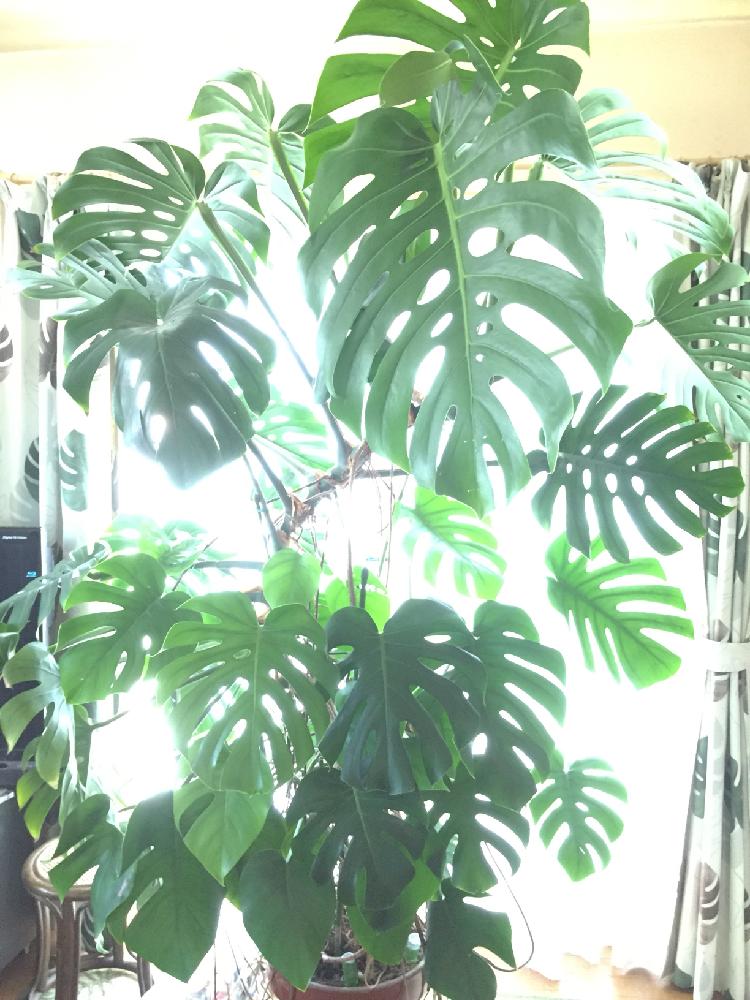 観葉植物の投稿画像 By Hiichanさん 巨大化 とモンステラの葉 17月9月26日 Greensnap グリーンスナップ