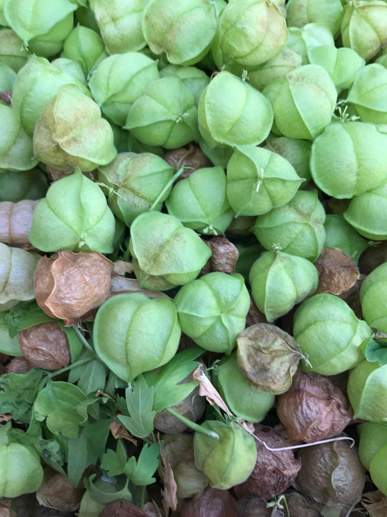 ふうせんかずら種　100粒 ふうせんかずら種 100粒 【公式通販】