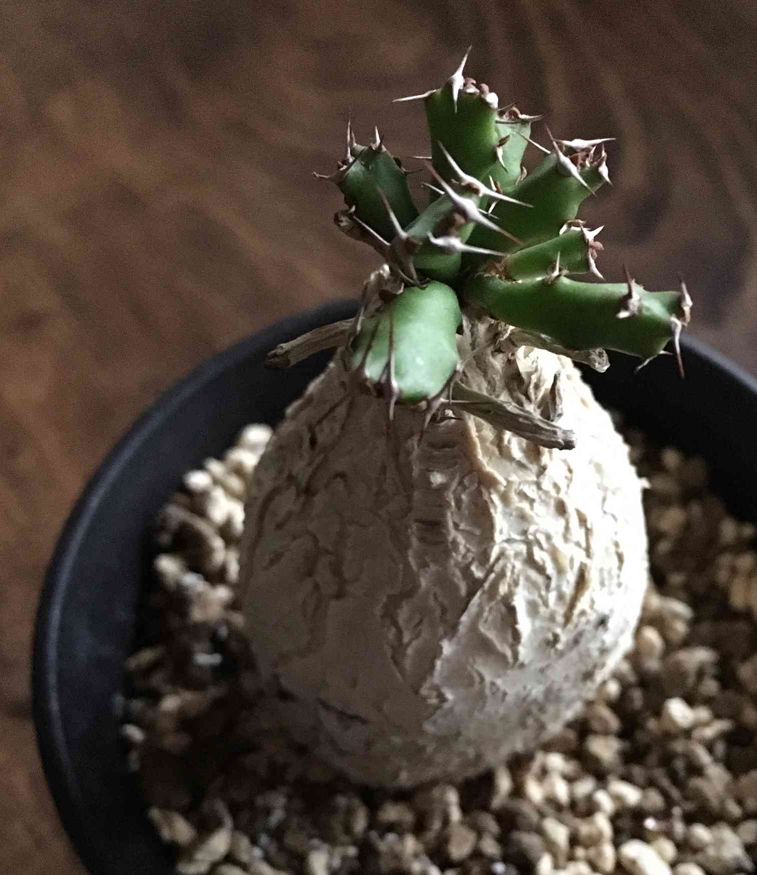 ユーフォルビアスクアローサ奇怪ヶ島塊根植物コーデックス