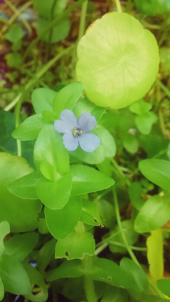 ウォーターマッシュルームの投稿画像 By Ladybirdさん ウォーターバコパと小さな庭とhtcと青い花 と今日の一枚と今日のお花と水生植物と咲いた とhtcと青い花と今日の一枚と今日のお花と水生植物と咲いた 17月9月26日 Greensnap グリーンスナップ ウォーターマッシュルームの投稿画像 By Ladybirdさん ウォーターバコパと小さな庭とhtcと青い花 と今日の一枚と今日のお花と水生植物と咲いた とhtcと青い花と今日の一枚と今日のお花と水生植物と咲いた 17月9月26日 Greensnap グリーンスナップ