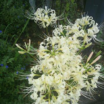 ポエムの投稿画像一覧 Greensnap グリーンスナップ