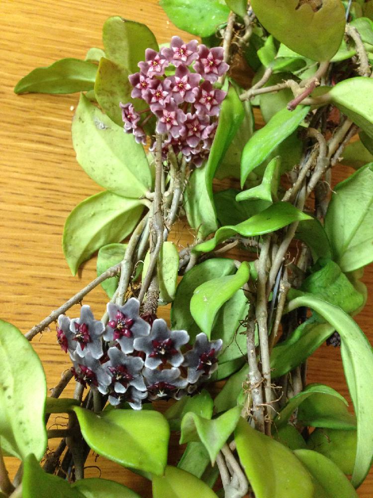 ホヤ ロイヤルハワイアンパープル 【公式通販】