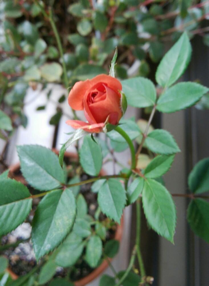 ミニバラ テディベアの投稿画像 By みみこさん 花が咲いたと可愛い と薔薇に憧れ と花のある暮らしとバラ ミニバラ 17月9月27日 Greensnap グリーンスナップ
