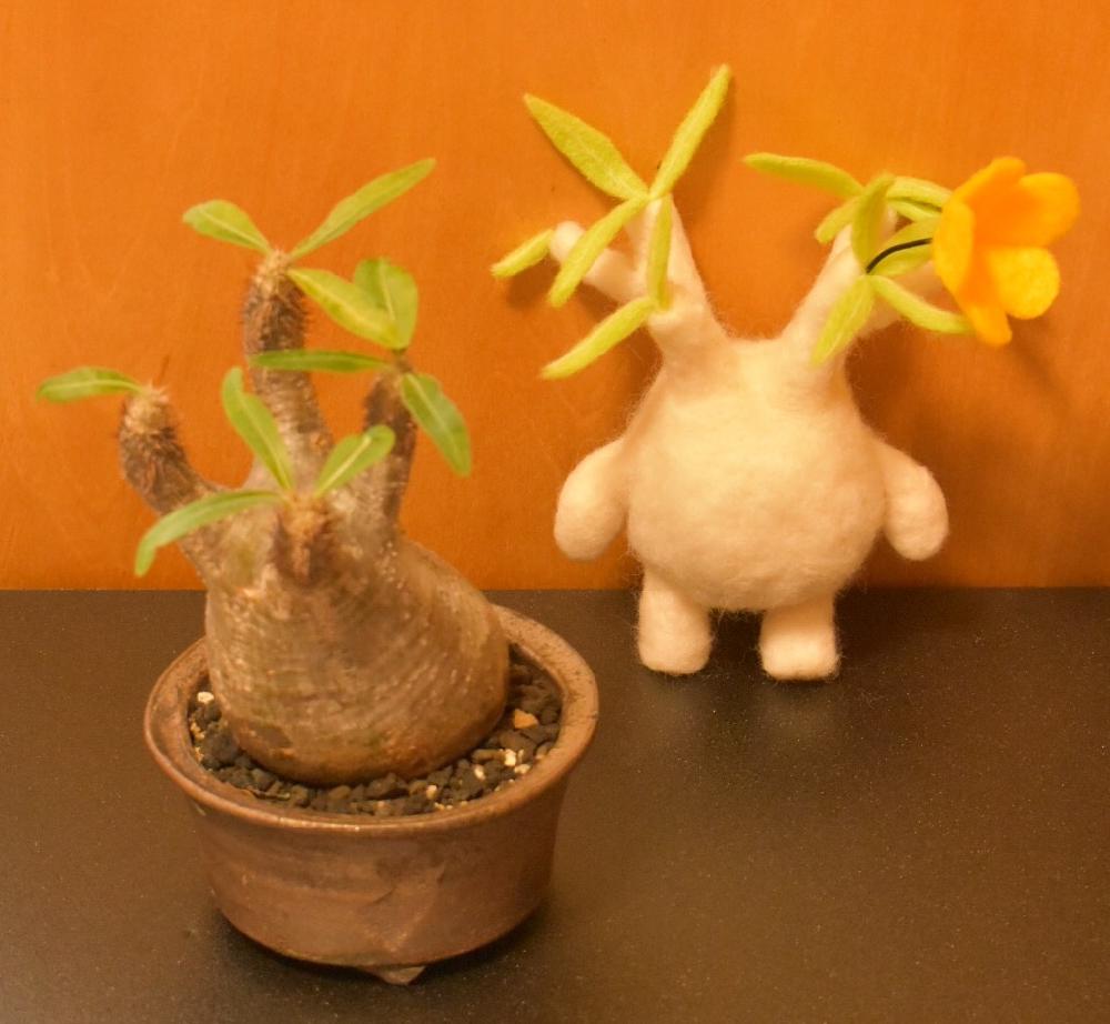 パキポディウム グラキリスの投稿画像 By しーちゃんさん パキポディウム属とコーデックスと羊毛フェルトと塊根植物とハンドメイド 2017 月9月27日 Greensnap グリーンスナップ