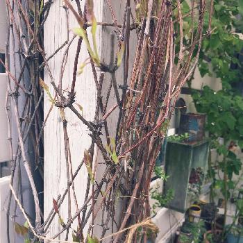 冬咲きクレマチス♪の画像 by がっちゃんママさん | 小さな庭とクレマチス ジングルベルと冬咲きクレマチス♪とジングルベルとシルホサ系