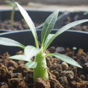 パキポディウム グラキリスの種の投稿画像一覧 Greensnap グリーンスナップ