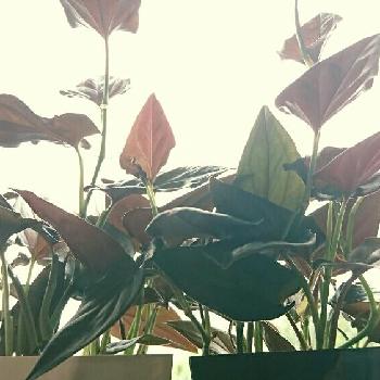 シンゴニウムチョコレートの画像 by びん♡さん | 窓辺と観葉植物と葉っぱの虜❤と葉っぱ好き♡と葉っぱのある暮らしと@シンゴニウムと植中毒と葉っぱドリルとシンゴニウムチョコレート