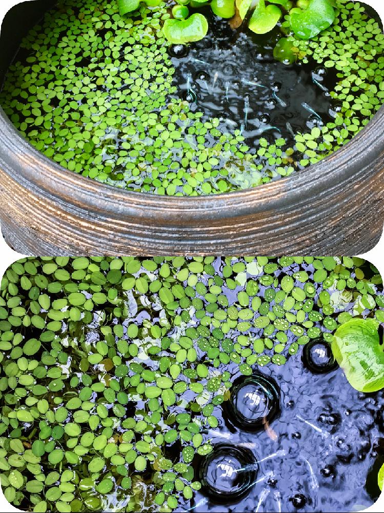 サルビニア ククラータの投稿画像 By Bluestarさん 水中植物とメダカ鉢 17月9月28日 Greensnap グリーンスナップ