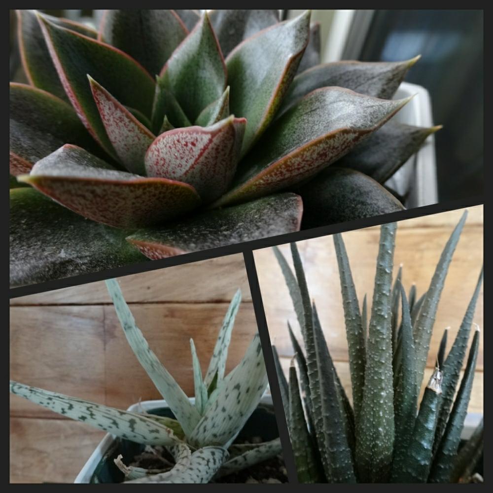 アロエ スーパースノーホワイトの投稿画像 By Kuro Riさん プルポレウムとエケベリアとアロエ科とカッコいいと三重支部と植中毒とコメリ 17月9月28日 Greensnap グリーンスナップ