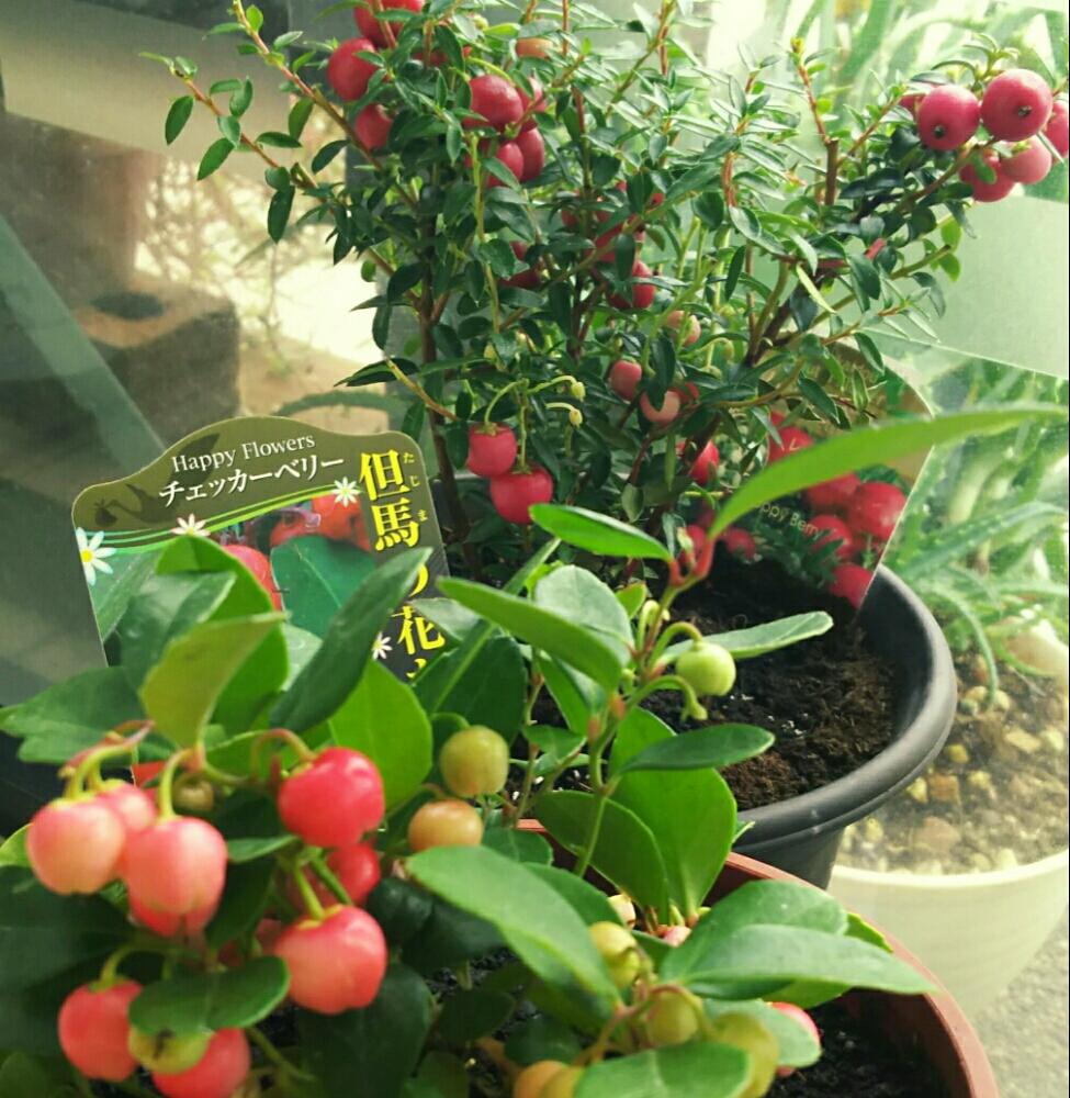 ハッピーベリーの投稿画像 By ビブさん チェッカーベリーと赤い実と実のなる植物と植中毒と可愛いと大好きな植物と元気いっぱいとおきにいりとかわいいな と観賞用 17月9月28日 Greensnap グリーンスナップ