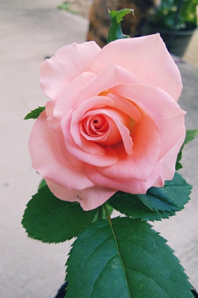 初心者ですの投稿画像 By 水月 花さん ピンクの花とかわいい とピンクのバラ と薔薇 とバラ ミニバラ 17月9月28日 Greensnap グリーンスナップ