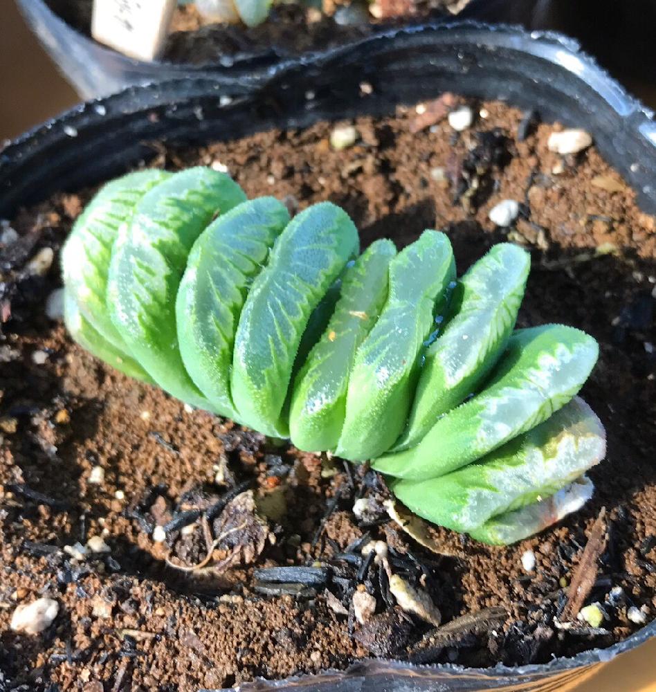 グリーン玉扇の投稿画像 By 多肉植物専門店ビスタさん ビスタと多肉植物と軟葉系ハオルチアと観葉植物と通販専門店 とハオルチア属とビスタ産とタニラーと花のある暮らしと楽天とアウトドアリビングと埼玉県深谷市とバルコニスト 17月9月28日 Greensnap グリーン