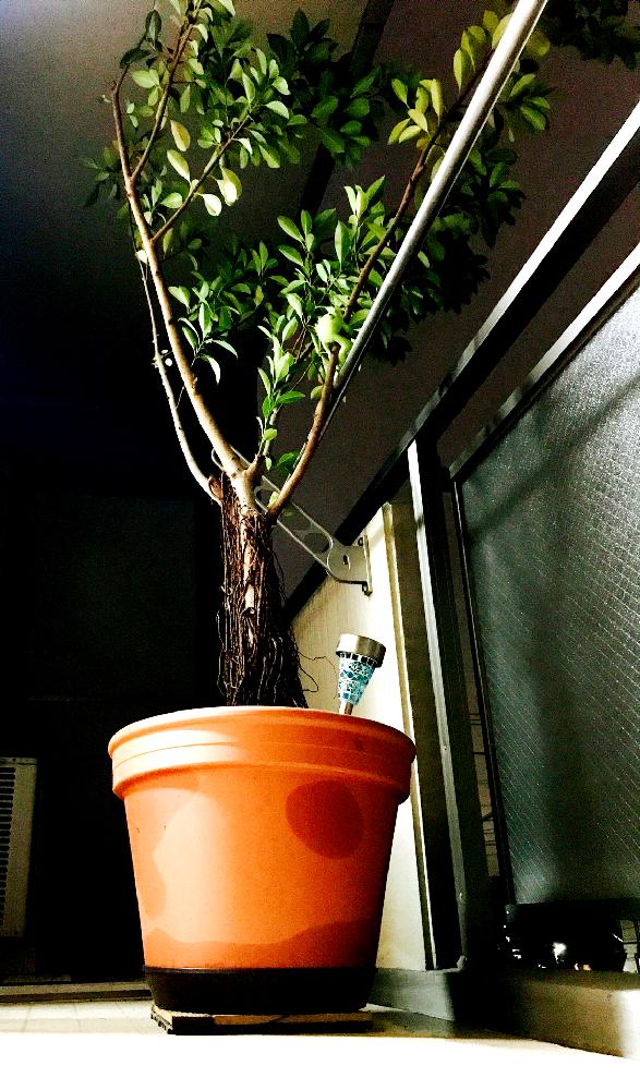 植物のある暮らしの投稿画像 By Mwさん ボタニカルライフと ガジュマルとでかい観葉植物と植中毒と今日の一枚と復活と成長記録とベランダーとデカイ とバルコニストと観葉植物 17月9月28日 Greensnap グリーンスナップ
