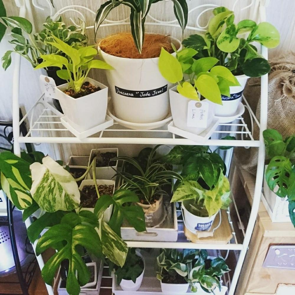 モンステラバリエガータの投稿画像 By An Ibuさん ペペロミアオブツシフォリアパリエガータとシャムオリヅルランとヒメモンステラとポトスマーブルクイーンとポトスライムとポトス エンジョイと棚とモンステラ属と水挿しで増やすと観葉植物増殖中とポトス と植中毒と