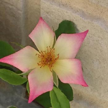 つるバラ ピンクカクテルの投稿画像一覧 Greensnap グリーンスナップ