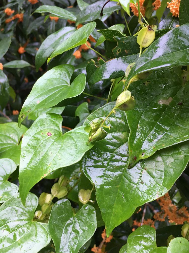 自然薯の花の投稿画像 By コロネコみゆうさん エクステリアとスマホ撮りと雨上がりとスマホ撮りと雨上がり 17月9月29日 Greensnap グリーンスナップ Greensnap グリーンスナップ