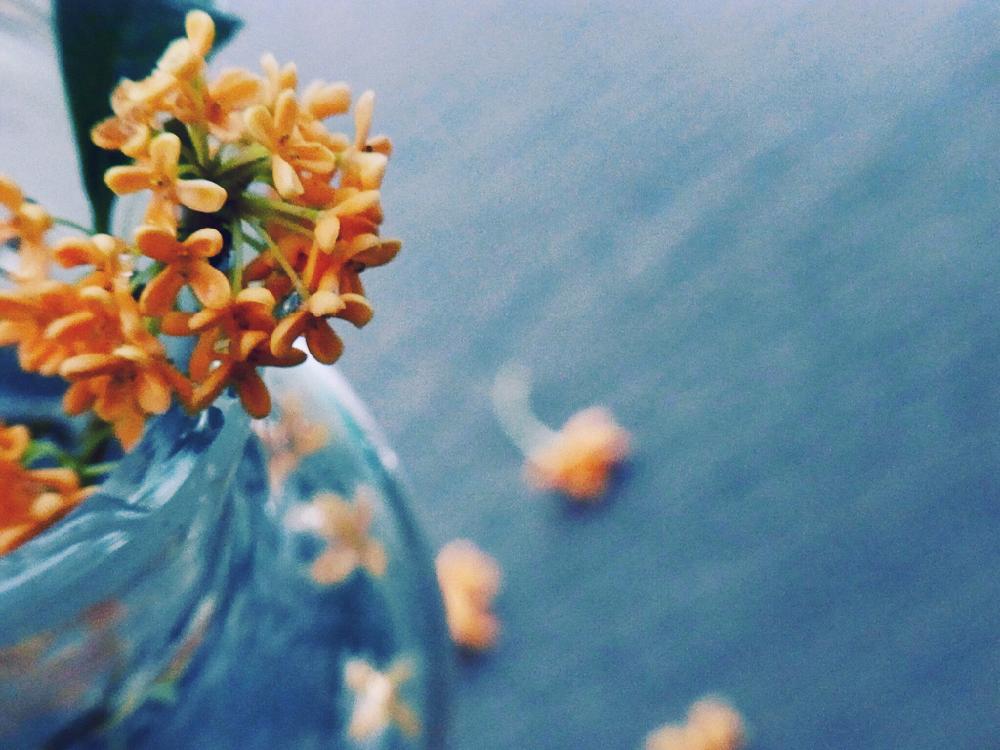 キンモクセイの投稿画像 By Akkoさん Gardenと庭の花と秋の香りと花のある暮らしと花びらが可愛いと花が好きと秋の花 17月9月29日 Greensnap グリーンスナップ