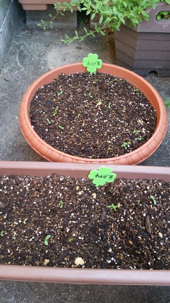 小さな庭の投稿画像 By Hiroさん レンゲソウ 蓮華草 と初挑戦と咲いてネと植中毒とタニラーと可愛い と花のある暮らしとバルコニストとレンゲソウ 蓮華草 と初挑戦と咲いてネと植中毒とタニラーと可愛い と花のある暮らしとバルコニスト 17月9月30日