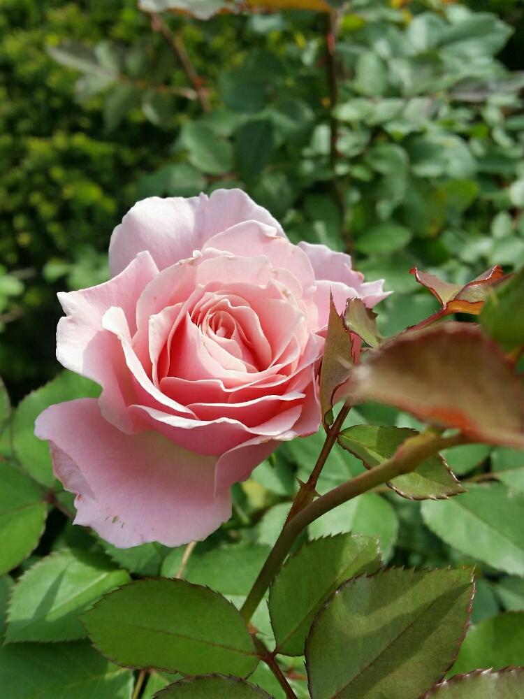 薔薇の投稿画像 By みーみーさん ダフネとバラとロサオリエンティス 17月9月30日 Greensnap グリーンスナップ