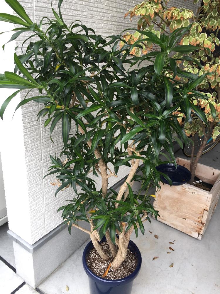 ソングオブジャマイカの投稿画像 By Kawatakuさん ヤマボウシ ウルフアイと観葉植物を楽しむとわっさわっさと観葉植物とドラセナ属と植中毒と落葉樹とクルクル 17月9月30日 Greensnap グリーンスナップ