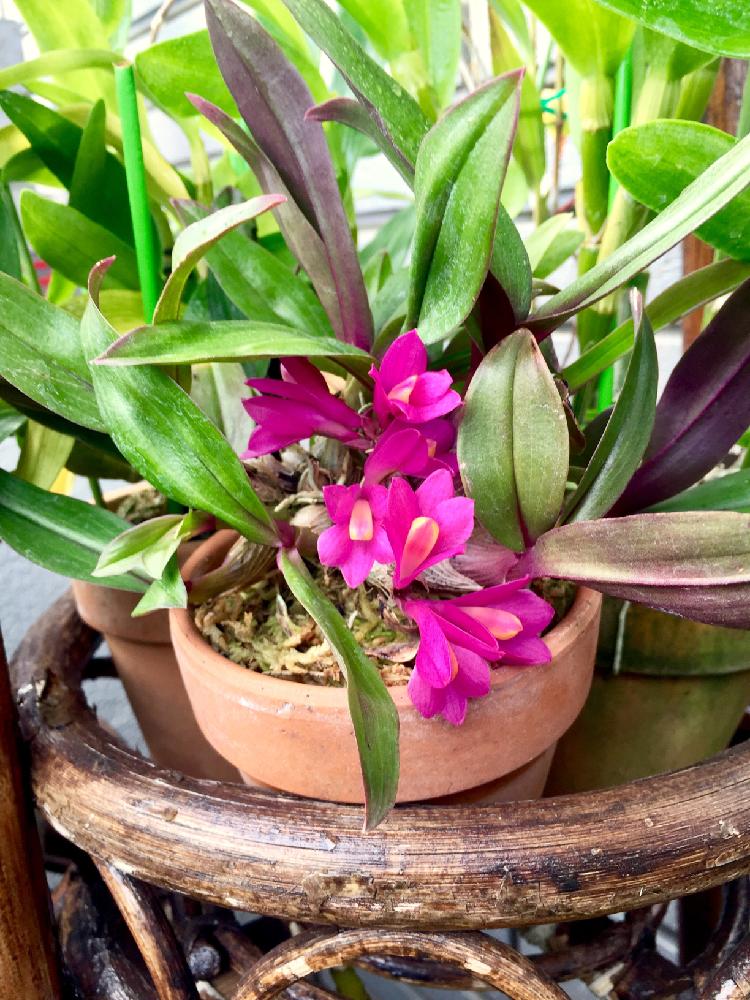 デンドロ ラエビフォリウムの投稿画像 By ナオミさん デンドロビウムとden Laevifoliumと着生植物と開花中と洋蘭と原種と着生ランとラン科とorchidとベランダガーデニングとベランダガーデンと花のある暮らしと洋蘭原種とベランダーとバルコニスト 17月9月30日