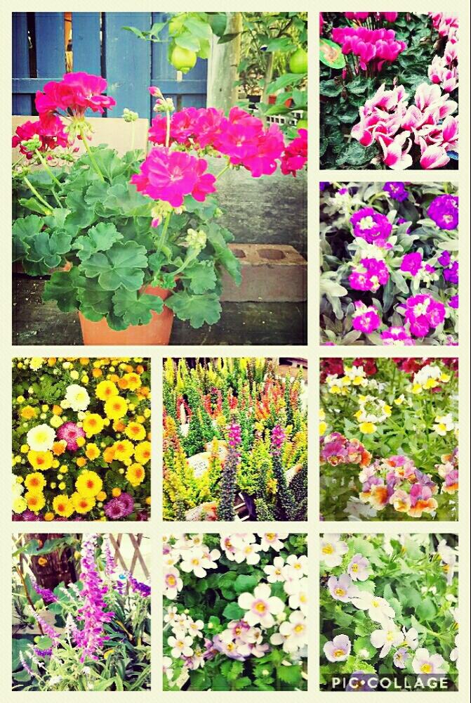 カラーリーフの投稿画像 By Green Terraceさん 冬の花と冬の植物と花のある暮らしとお店と秋の花とお花屋さん 17月9月30日 Greensnap グリーンスナップ