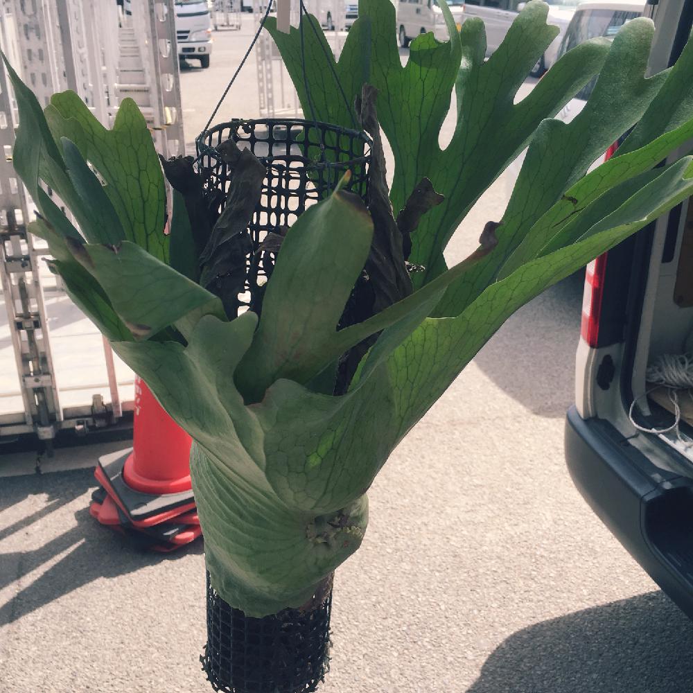 ビカクシダ ホルタミーの投稿画像 By Hanabisouさん 着生植物と コウモリラン と観葉植物と植物のある暮らしと新入荷と ビカクシダ と植物だいすきと植物と店頭販売と植中毒とhanabisouと半田市花屋と販売中とプラティケリウムホルタミーとホルタミーとgreen 17月9月30