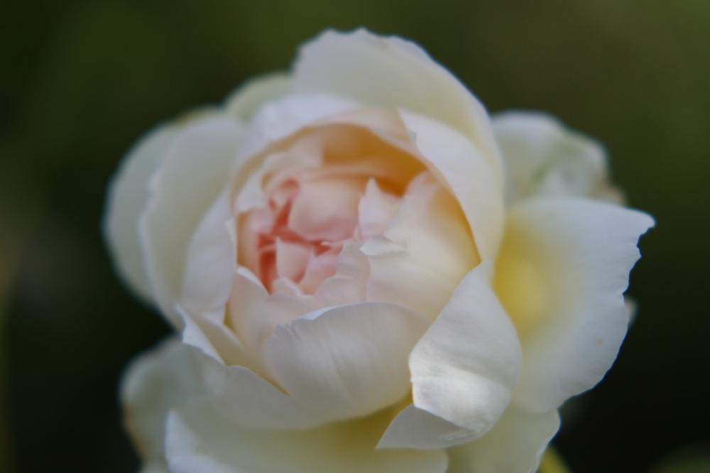 バラの投稿画像 By Treeさん バラ ボレロと薔薇愛同盟と薔薇に魅せられてと香りの良いバラとガーデニングとバラの地植えと庭植えとバラ ミニバラ 17月10月1日 Greensnap グリーンスナップ
