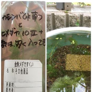 金魚藻(カモンバ)の画像 by シュウさん | 小さな庭と金魚藻(カモンバ)と小さな庭でも気持ちは広い庭とビオトープと害虫と水生植物
