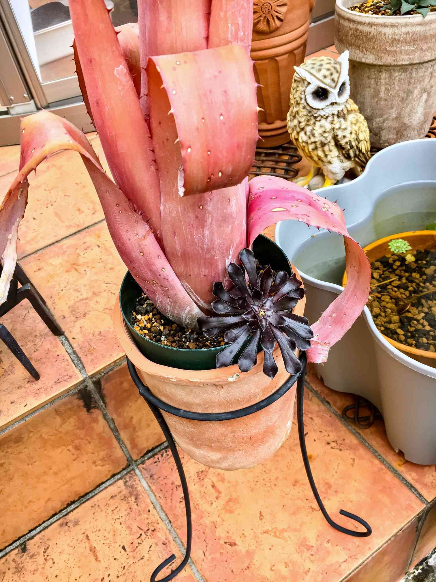 Aechmea bromeliifolia var. rubra｜🍀GreenSnap（グリーンスナップ）