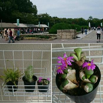 大阪城公園 植木市の投稿画像一覧 Greensnap グリーンスナップ