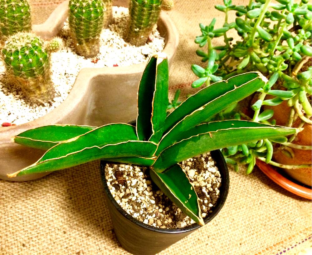 サンスベリアの投稿画像 By Mackyさん サンスベリア サムライと成長記録と多肉女子とお気に入り と男前とマッチョ感 17月10月1日 Greensnap グリーンスナップ