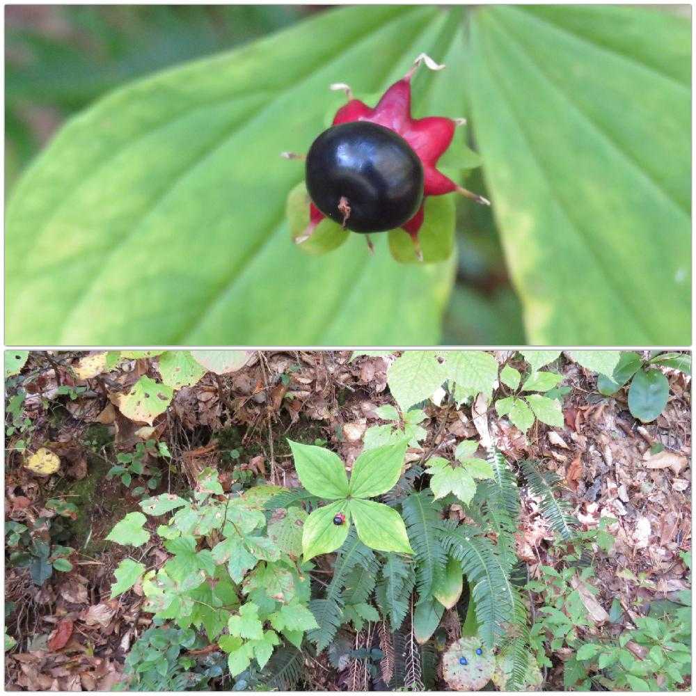 立山黒部アルペンルートの旅 秋の実を探せ 17 10 1撮影 Greensnap グリーンスナップ