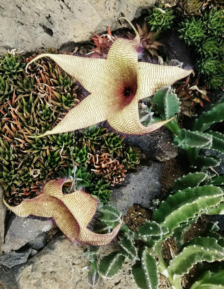 しばし見とれる の投稿画像 By サボテンマンさん 個性的過ぎるサボテンの花と植中毒とタニラーとサボテン好きにはたまらない 17月10月1日 Greensnap グリーンスナップ