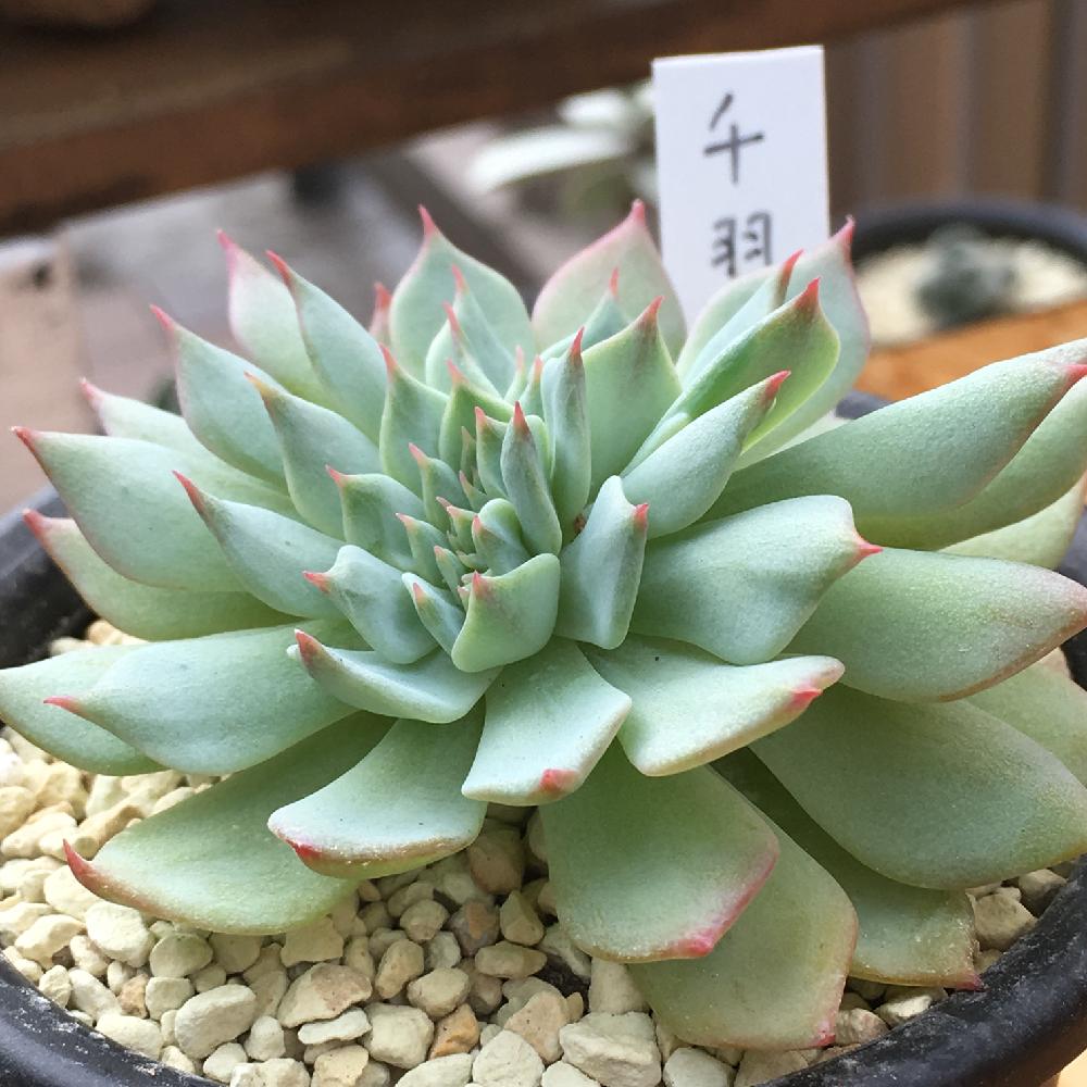 千羽鶴の投稿画像 By Japan Beansさん エンゲイ係数高めと上昇するエンゲイ係数とエケベリア属とタニラーと爪好きとそう Iphoneならね と鶴仙園 17月10月2日 Greensnap グリーンスナップ