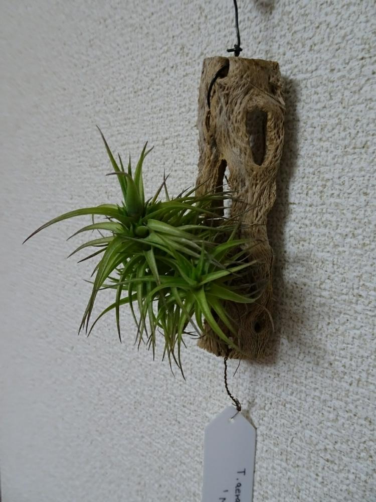 チランジア アエラントス ミニアータ の投稿画像 By Taroさん バルコニー ベランダとエアプランツ チランジアと我が家のチランジアとチランジア エアプランツ とエアプランツlifeとベランダのチランジアとクランプと有茎種と植中毒と子株とベランダーとエアプランツ