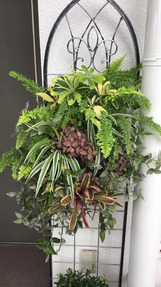 ネオレゲリア ファイヤーボールの投稿画像 By Pixypartynaokoさん フィットニアとクロトンとトラディスカンティアとカラーリーフと観葉植物と ハンギングバスケットと寄せ植えと植中毒と花のある暮らしと ハンギング コンテスト 17月10月2日 Greensnap