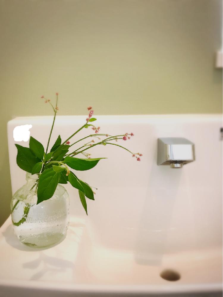 バス トイレの投稿画像 By るいるいさん 花のある暮らしとガーデニングと花のある暮らしとガーデニング 17月10月2日 Greensnap グリーンスナップ Greensnap グリーンスナップ