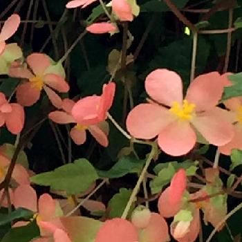 ぶら下がってるの投稿画像一覧 Greensnap グリーンスナップ