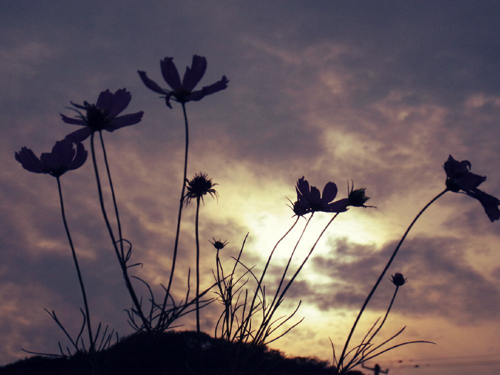 コスモスの投稿画像 By Akkoさん シルエットと夕暮れと大好きな花と花が好きと秋の花 17月10月2日 Greensnap グリーンスナップ