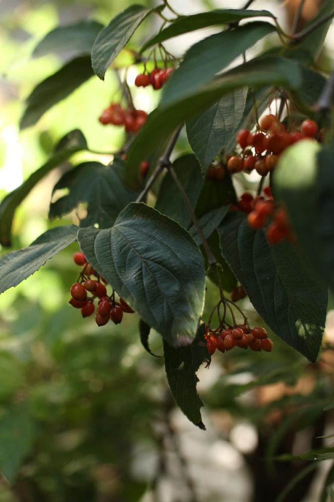 Viburnum Setigerum 風鈴ガマズミの投稿画像 By Pabkaさん 実のなる木と庭木と花の実と落葉低木 17月10月3日 Greensnap グリーンスナップ